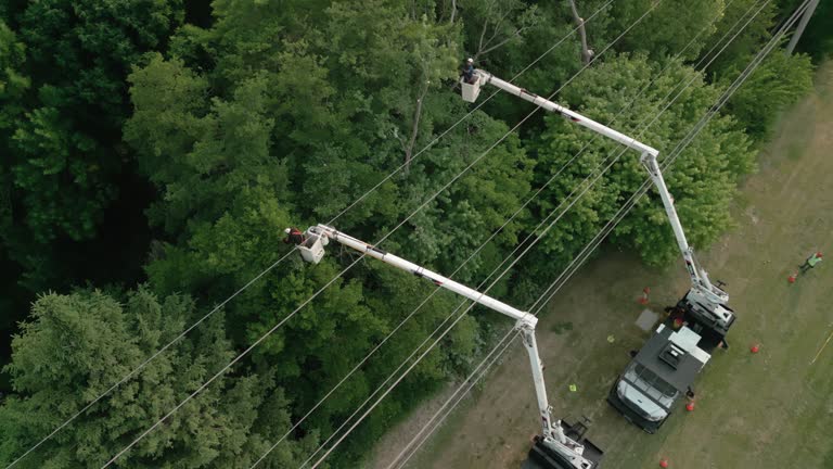 Best Hedge Trimming  in Douglasville, GA