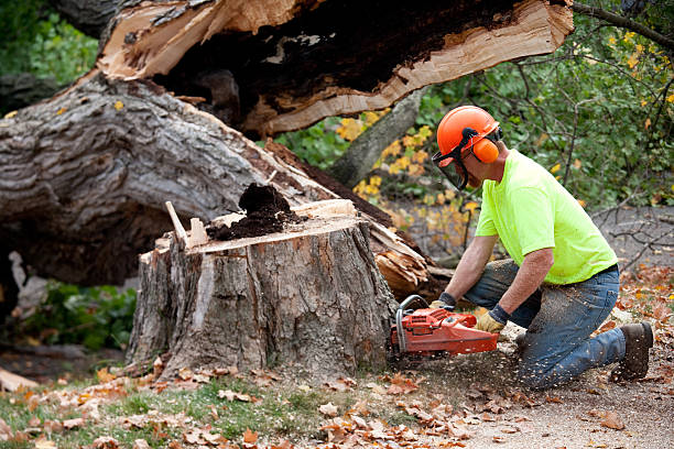 Trusted Douglasville, GA Tree Care Services Experts