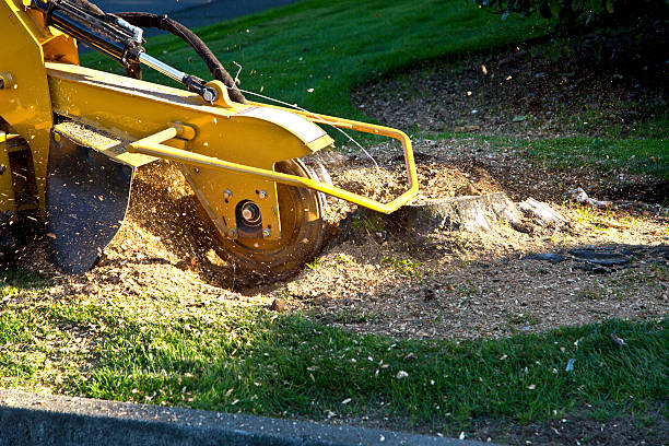 Best Tree Mulching  in Douglasville, GA