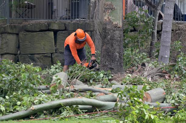 How Our Tree Care Process Works  in  Douglasville, GA